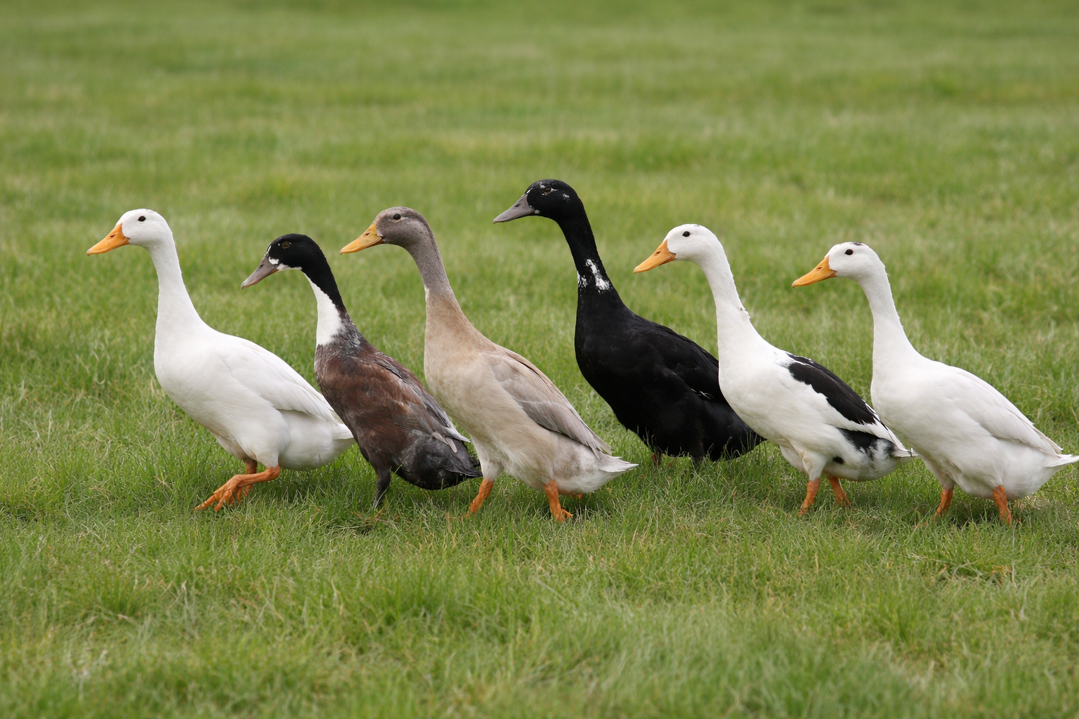 kaczki biegusy