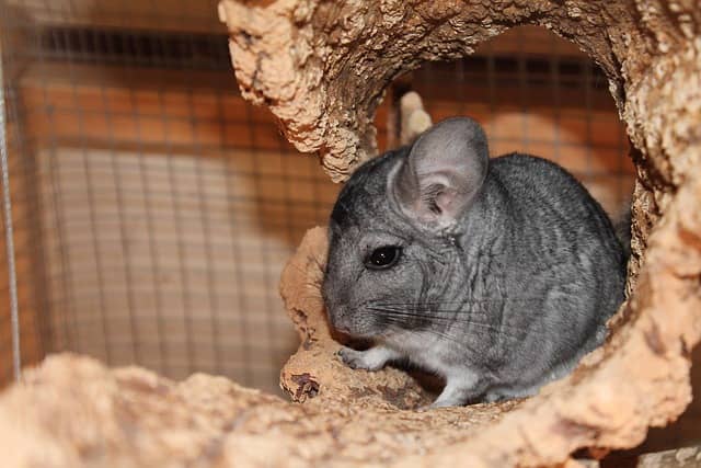 Ile kosztuje szynszyla w sklepie zoologicznym, a ile w legalnej hodowli? (Ceny 2026)